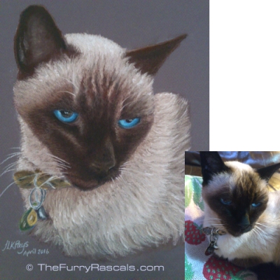 Jasmine, Siamese Cat from photo to portrait in soft pastels